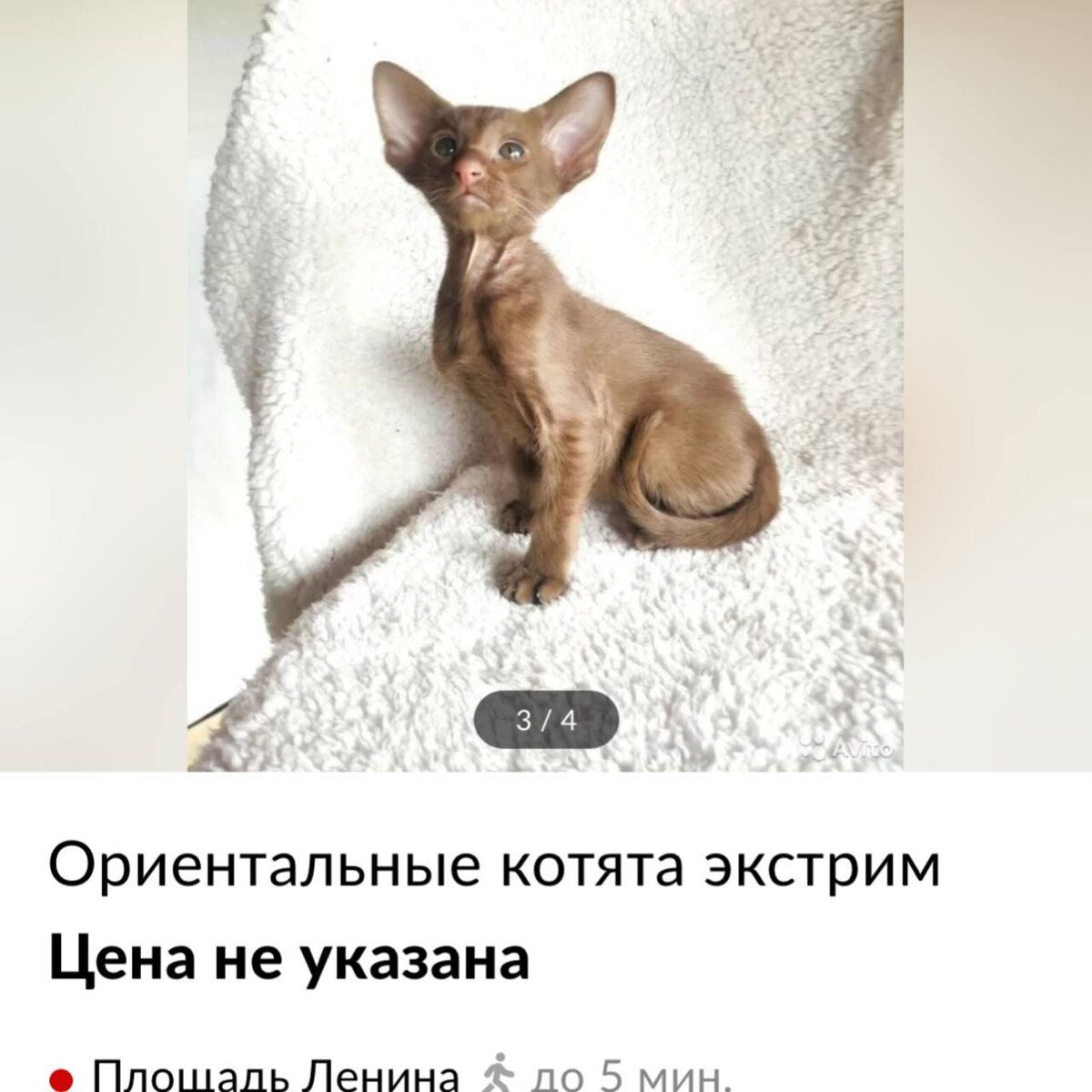 Вот скрин того объявления, по которому нам понравился мальчик шоколадный, кастрат