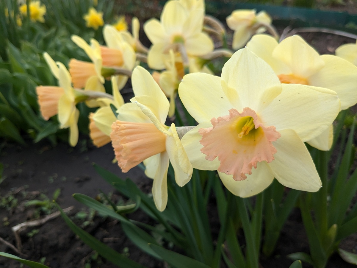 Нарцисс Modulation