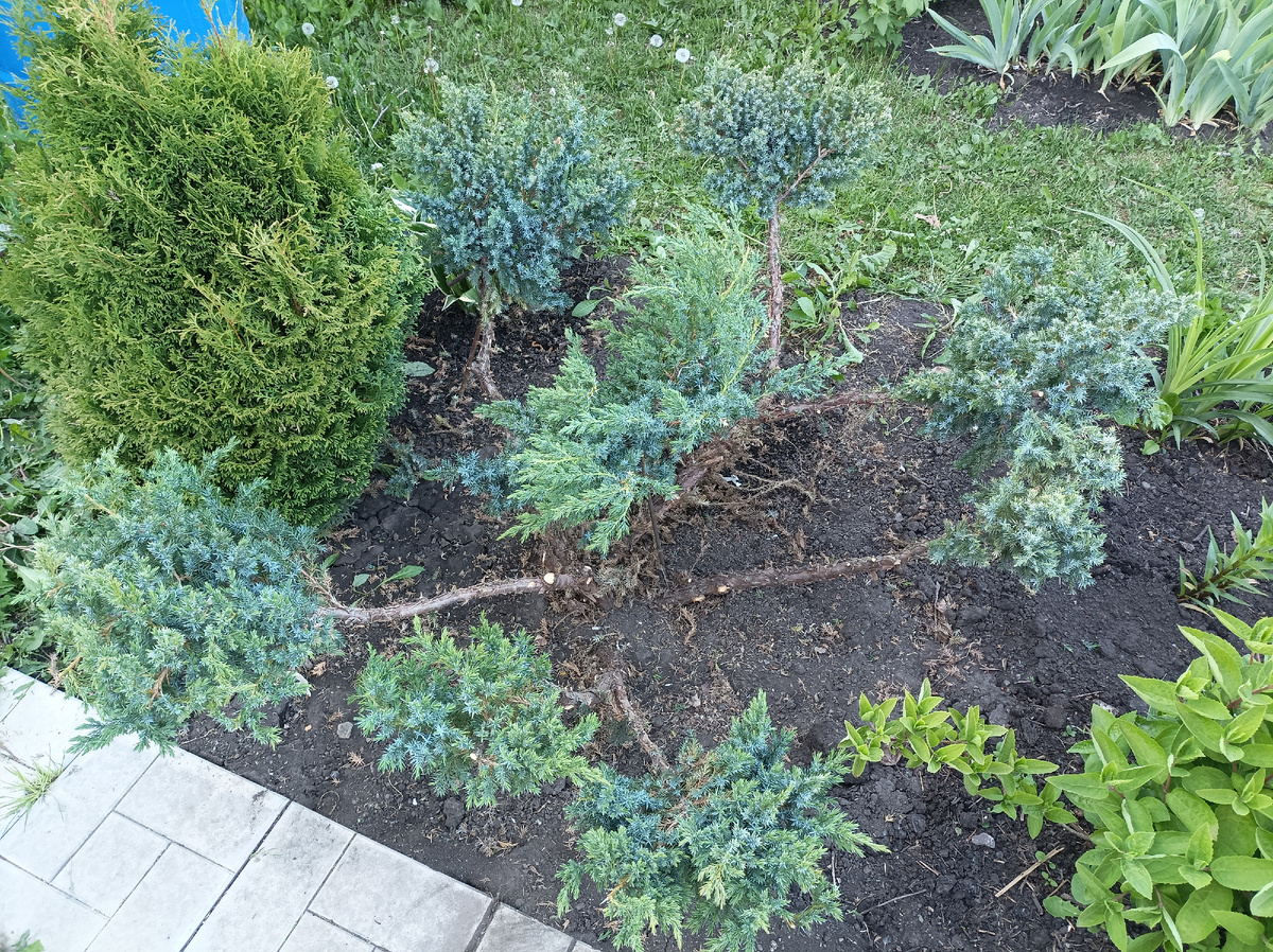 июнь 2022 г, попытка сделать подобие ниваки