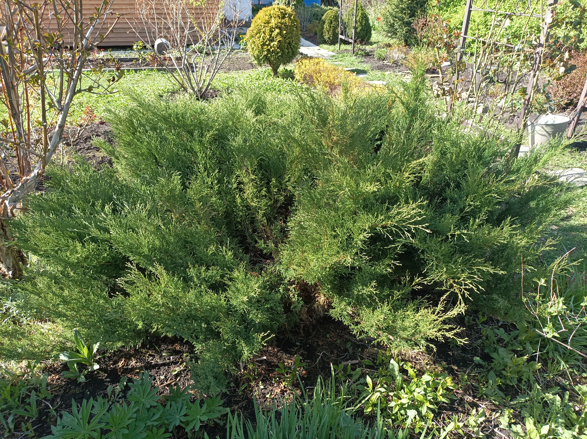 до обрезки, май 2025 г