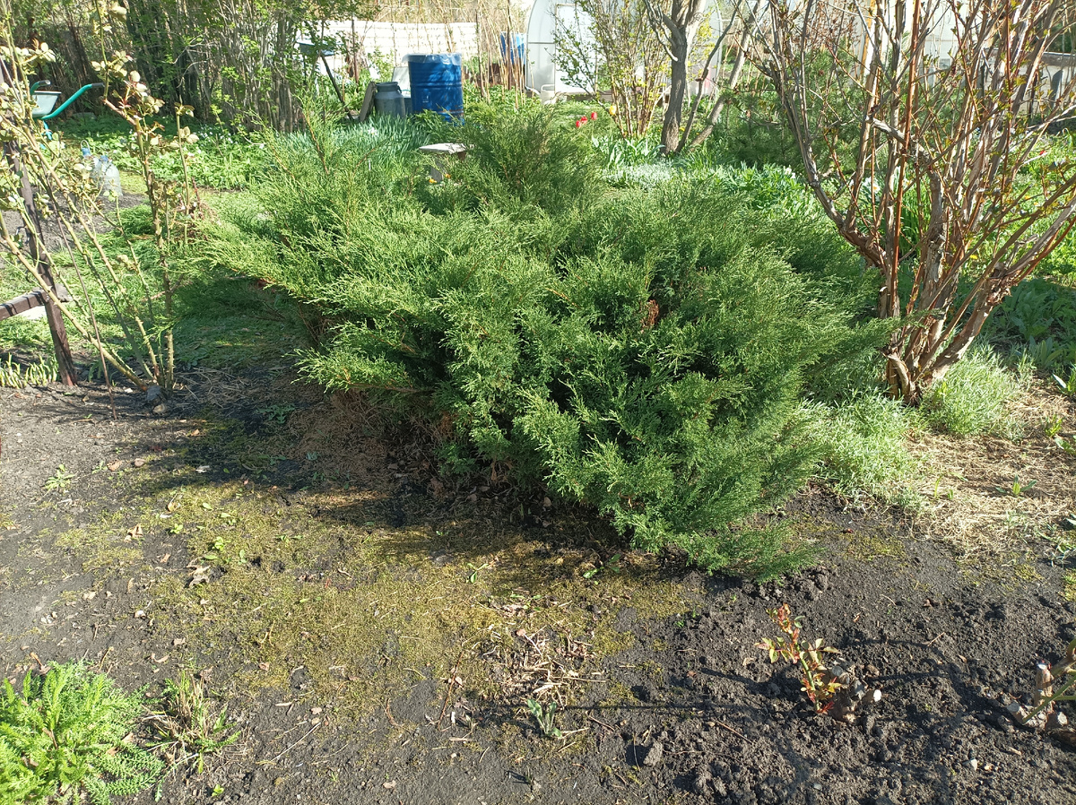 до обрезки, май 2025 г