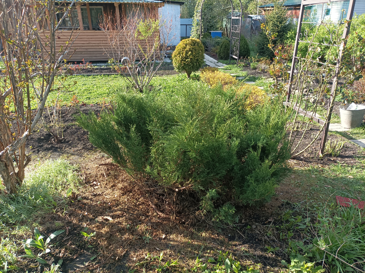 после обрезки, май 2025 г