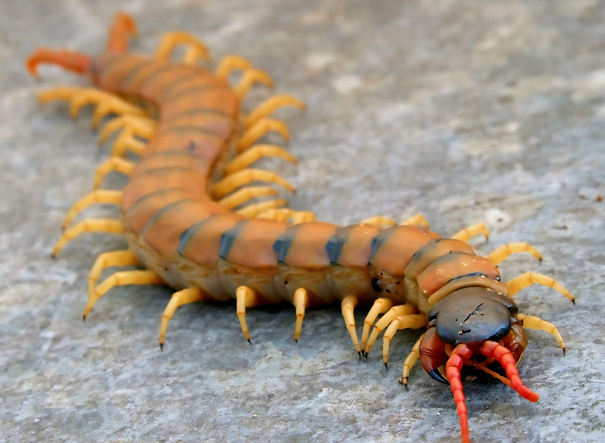 Сколопендра кольчатая (Scolopendra cingulata):  фото многоножки