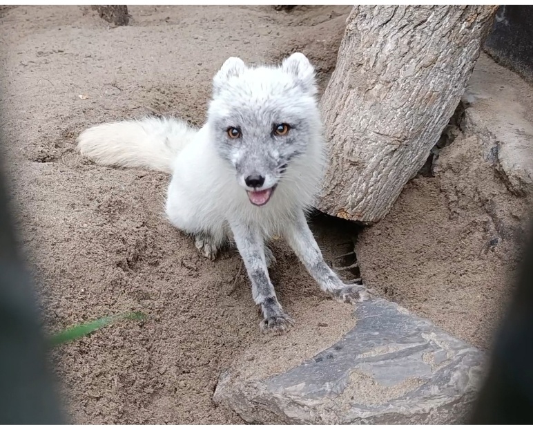 Фото лисы у меня нет, хотя писец тоже лиса, а чужие фото я не использую)))