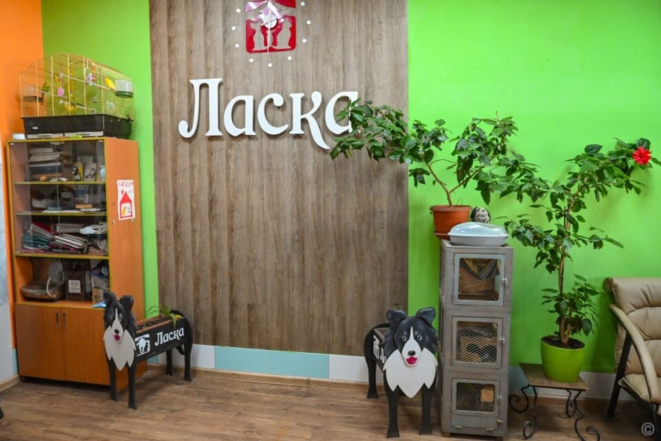    Администрация Барнаула провела выездное совещание на территории приюта "Ласка". Источник: Администрация Барнаула