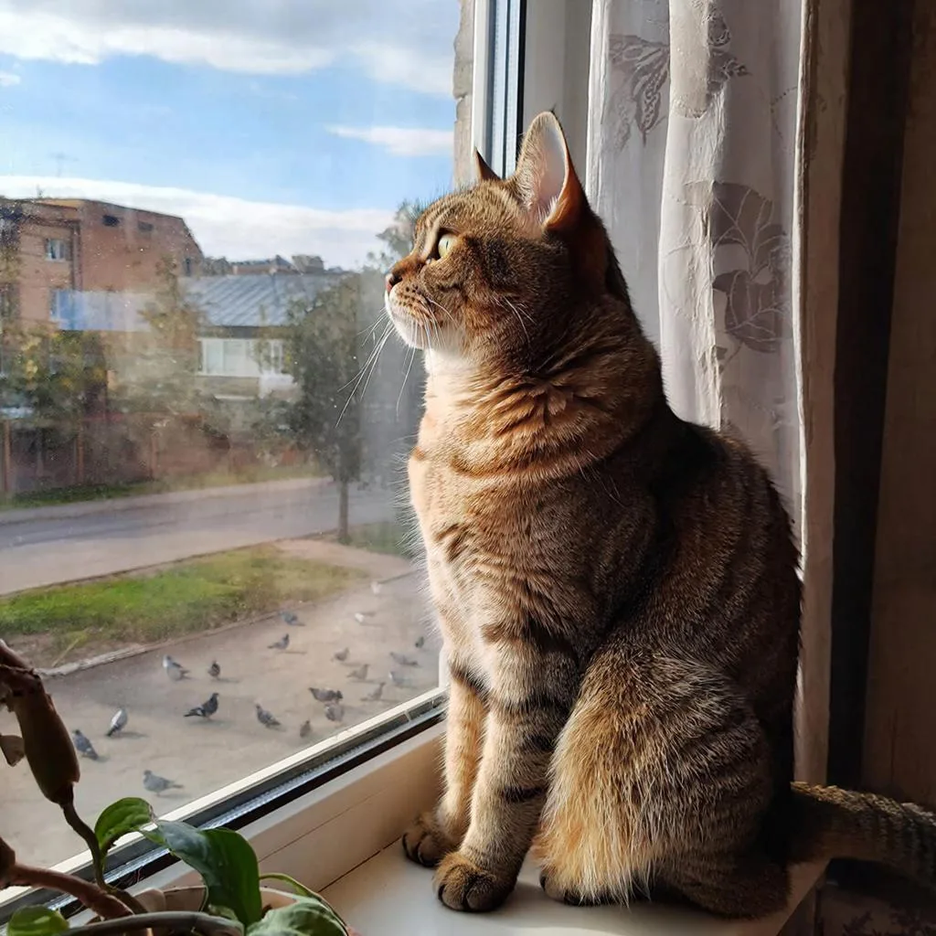 Котик, сидящий на окне и смотрящий на улицу по версии Гигачата