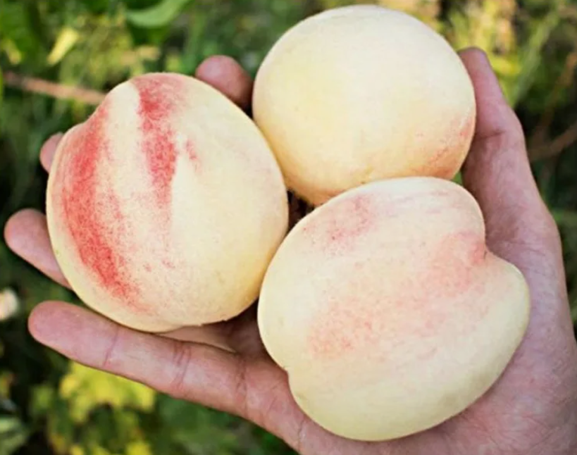 сорт  Белый лебедь — это неприхотливый, среднеплодный сорт с сочными и сладкими плодами, обладающий способностью к самоопылению. Он отличается стабильно высокой урожайностью и устойчивостью к вредителям, болезням, засухе и поздним заморозкам, что делает его одним из самых надёжных и беспроблемных выборов для садоводов.