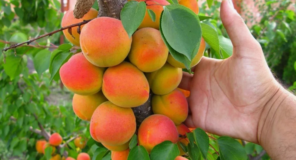 Многие не могут вырастить ПЕРСИК, но всё дело в этих ошибках