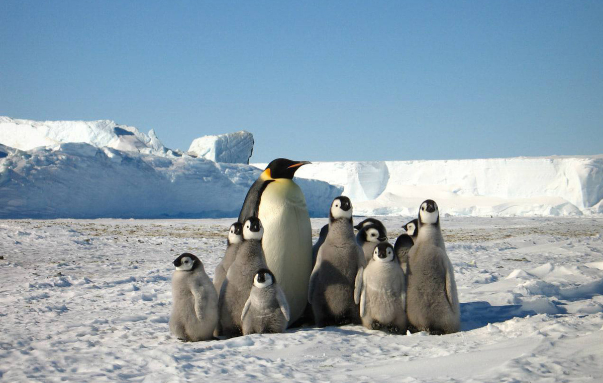 Юрий Мизин/ААНИИ