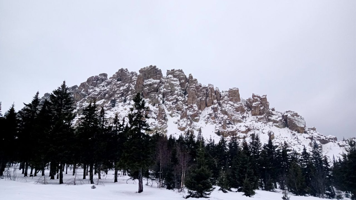 красаучег откликной