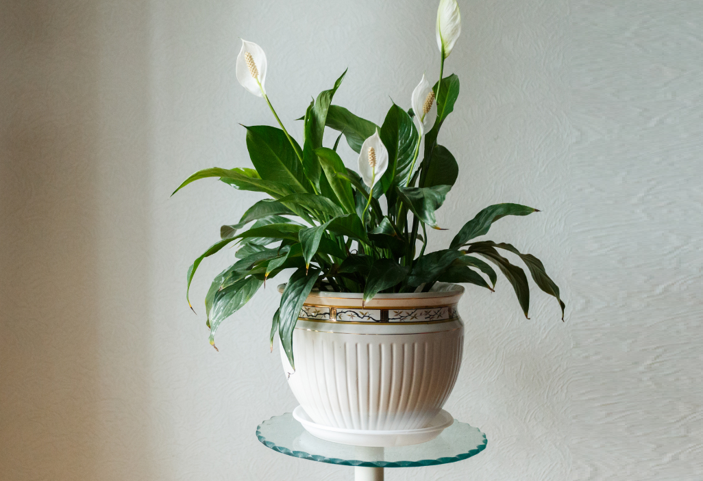 spathiphyllum 