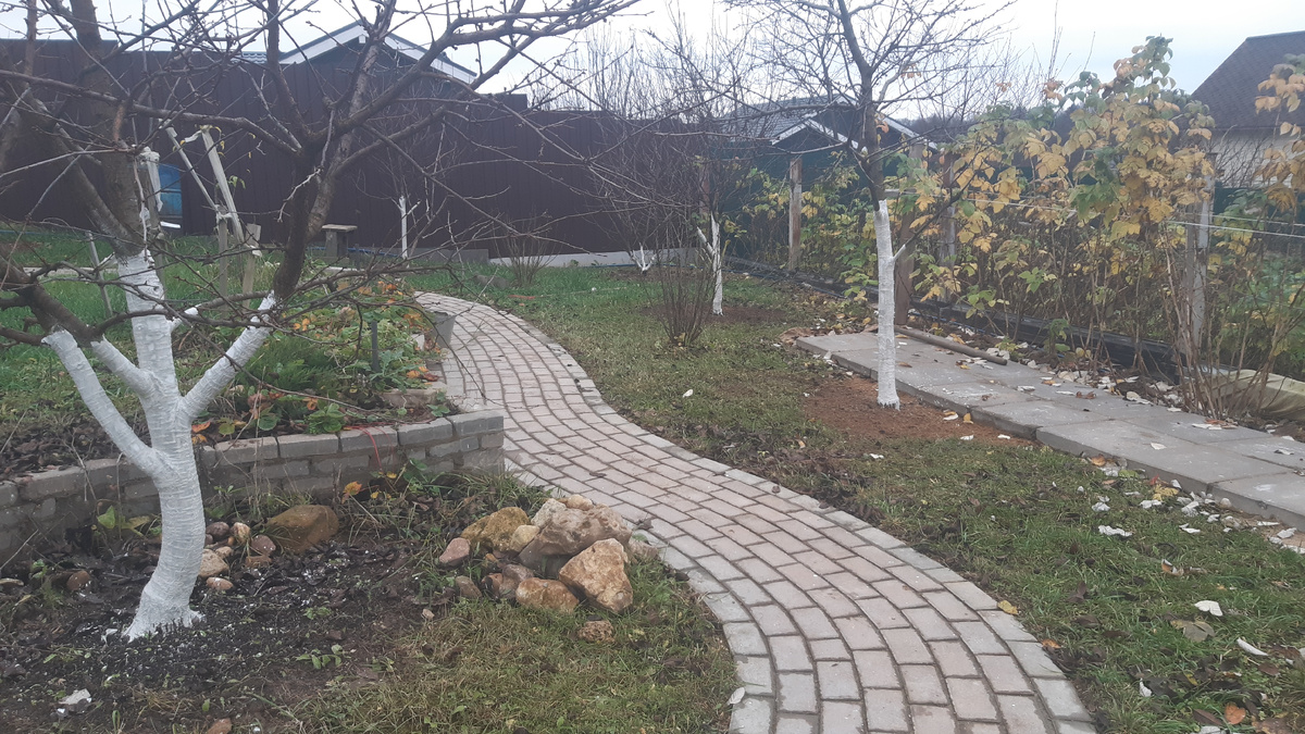 Осенняя побелка садовых деревьев