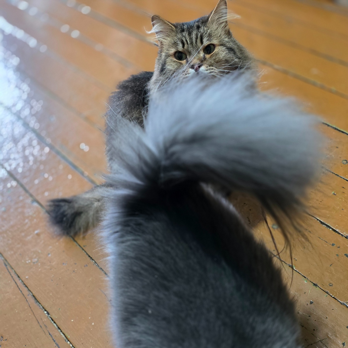 бедный Мотя прячется за хвостом