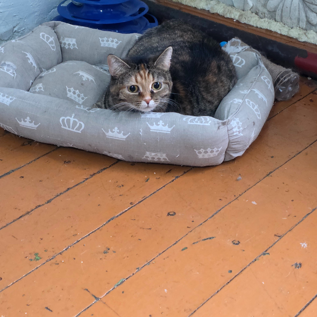 Ксюша величественно позирует в лежанке