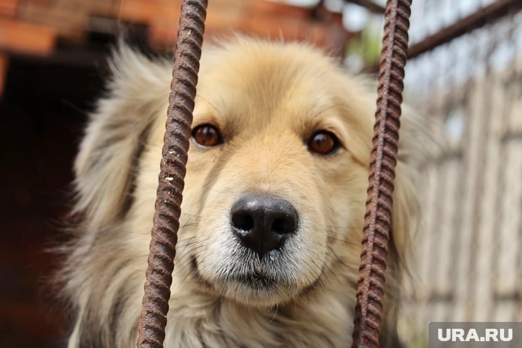     Приюты находятся в разных районах города