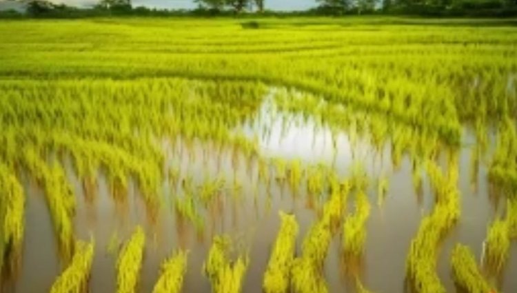   Фото: Медведева Анна, AgroXXI.ru