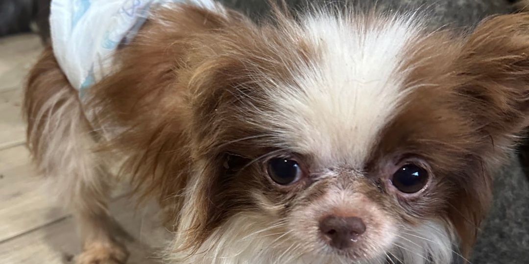 Лексус. Отказник. В приюте для бездомных животных