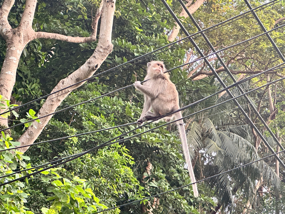 Обезьяны на острове Ко Чанг.