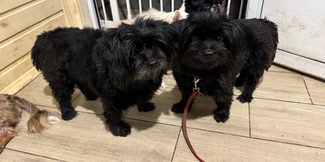 Спокойной ночи от маленькой ночной смены Хвостатого счастья.