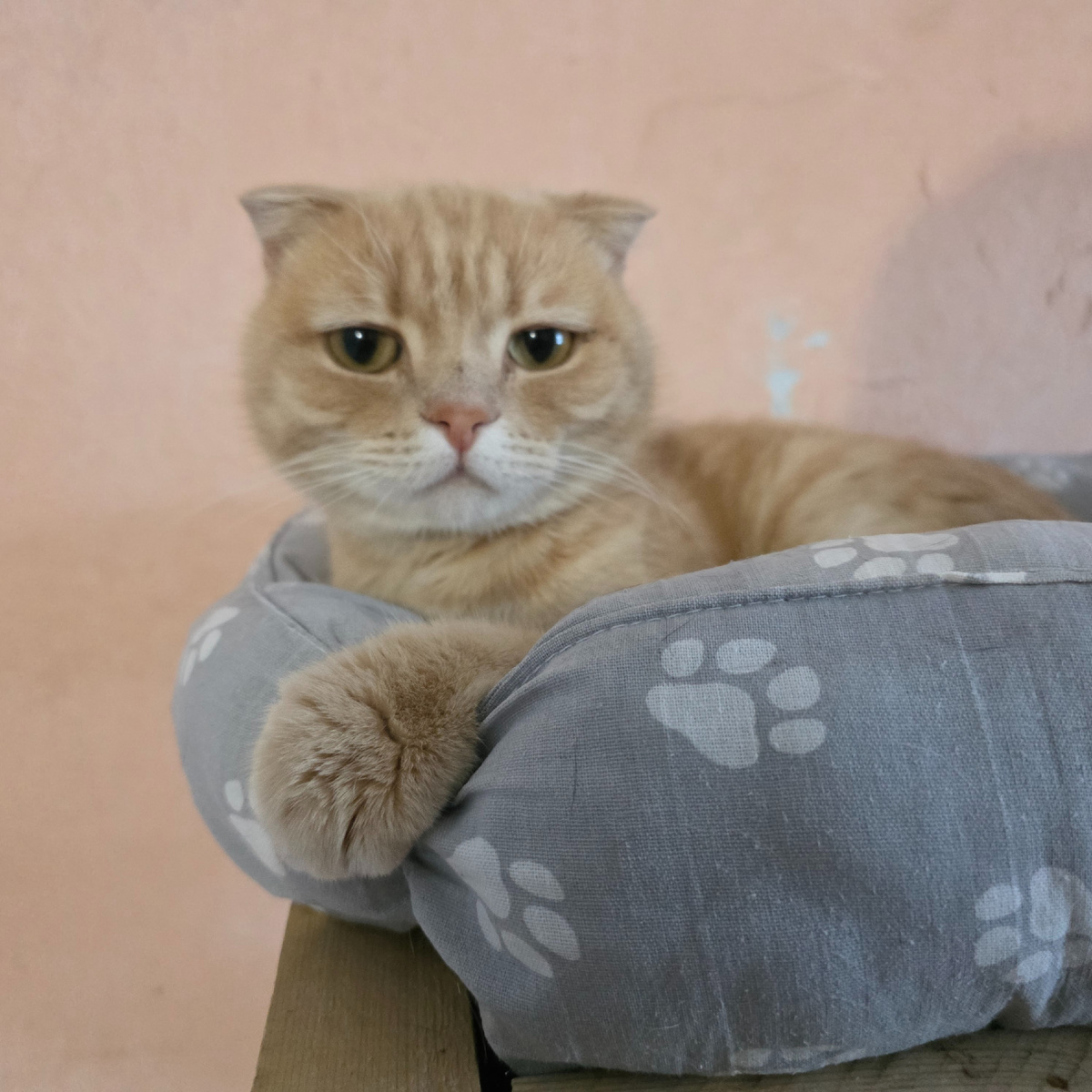 рыжий красавец готов к великим рассказам