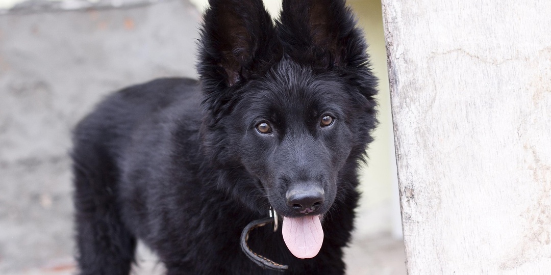 Одного его не брошу