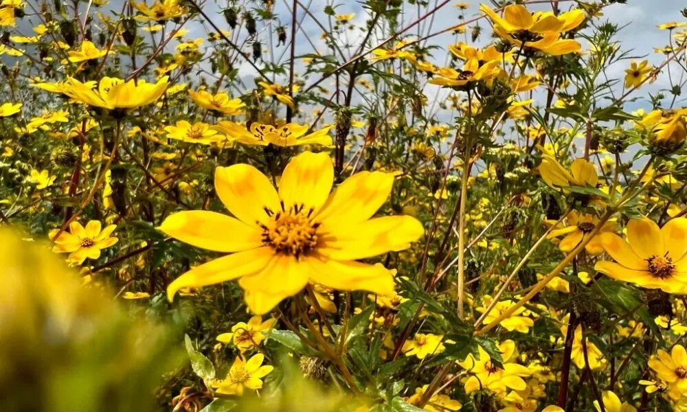 Мескель. Новогодний цветок в Африке