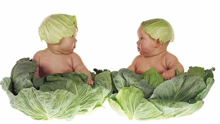 В капусте хорошо, а у мамы на ручках лучше. Взято из свободного доступа.