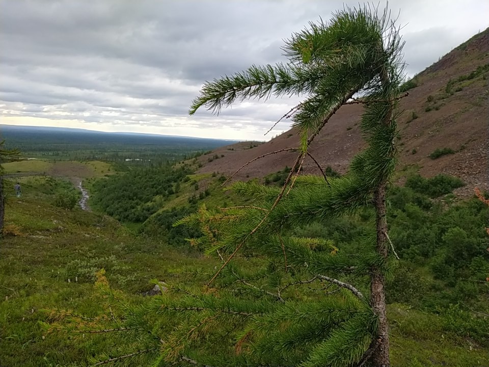 Эта несчастная сосна растен неподалеку от Норильска, на самом северном отроге плато Путорана