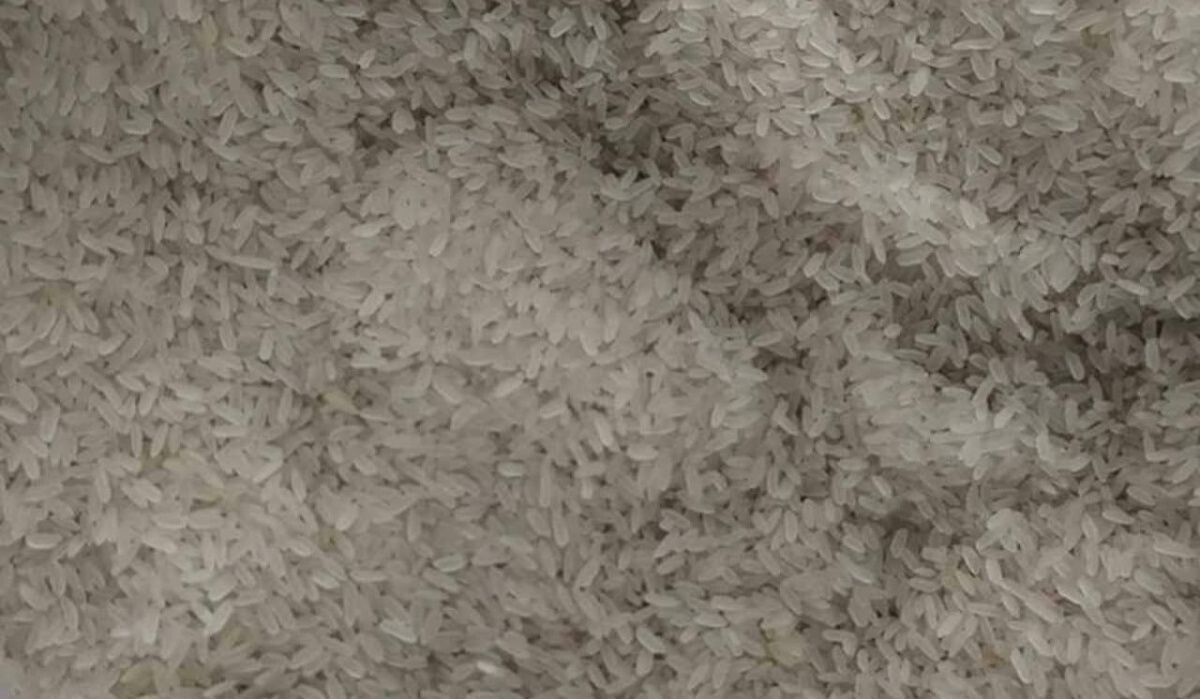     Рис. Источник: spb.kp.ru Автор фото: Пресс-служба Россельхознадзора