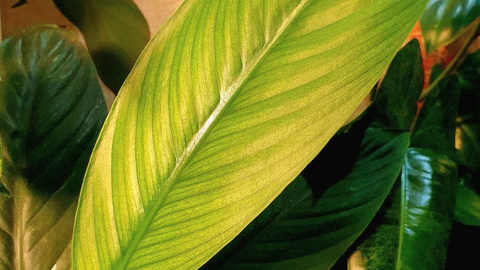 #спатифиллум