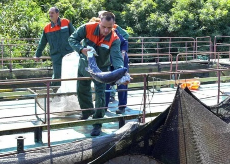    Корм для рыб, питание сотрудников: украинский «Энергоатом» выделял миллионы на ЗАЭС, контролируемую РФ