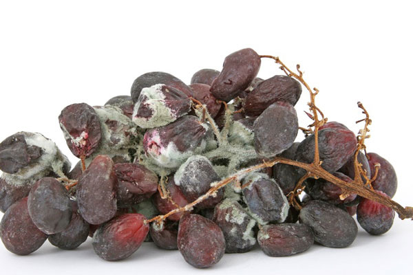     Фото: pxhere.com