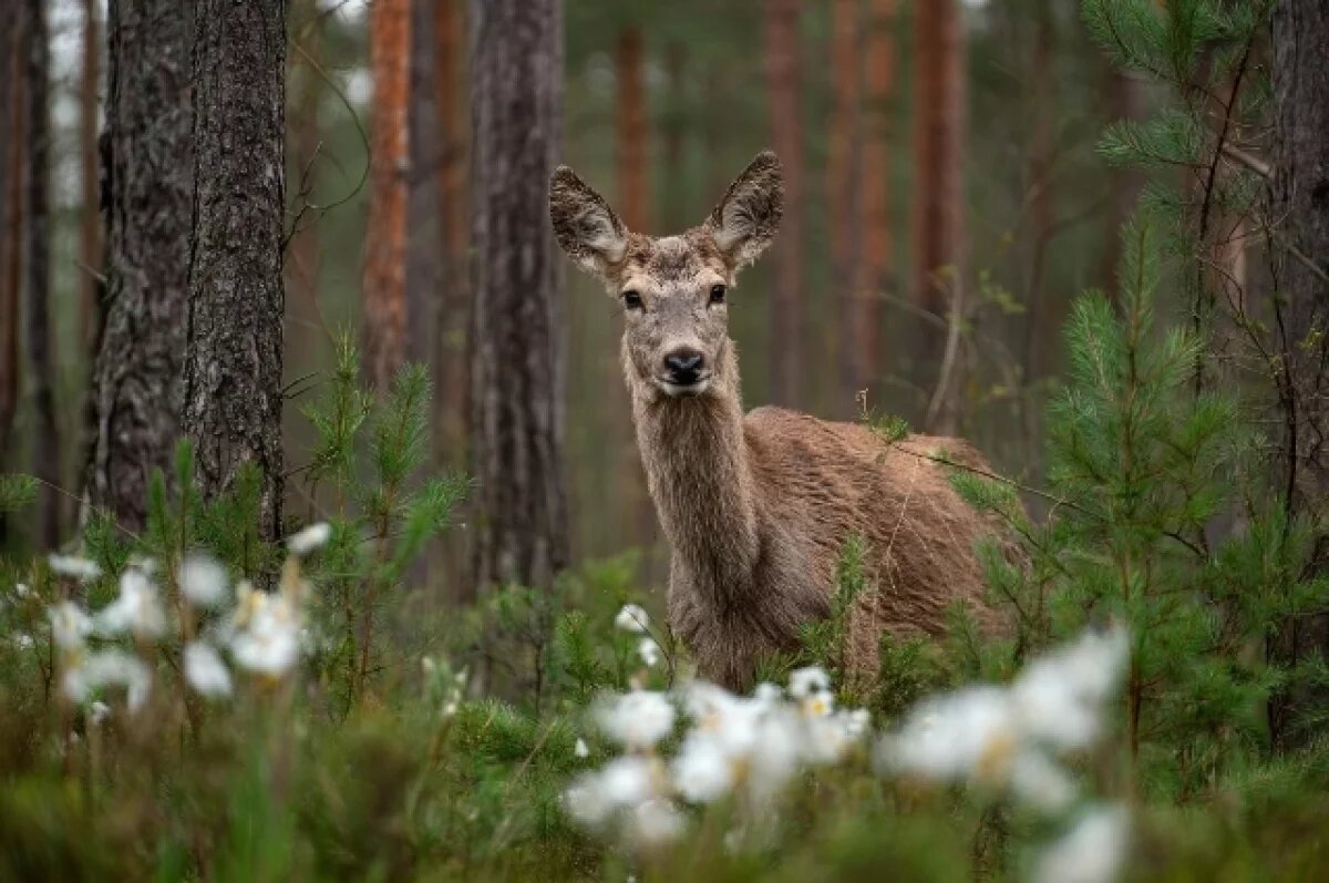    В Саратовской области пятнистым оленям безболезненно спилили рога