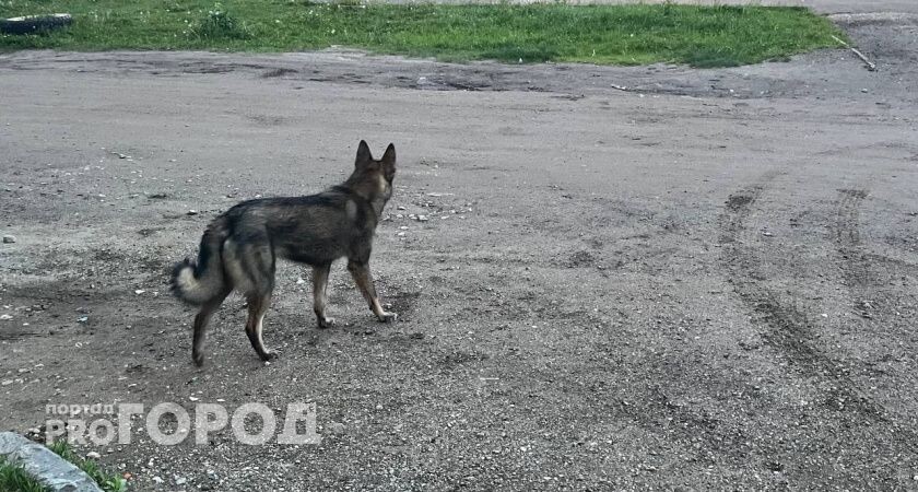    Эжвинская администрация Сыктывкара выплатила более 200 тысяч рублей детям, пострадавшим от укусов бродячих собак