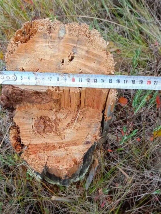    © Прокуратура Пермского края