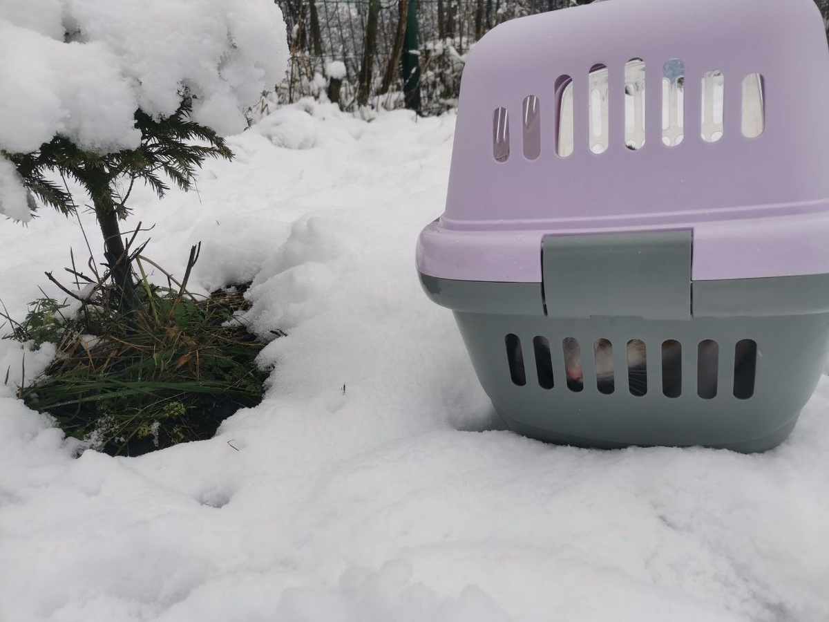 Я попросила отнести меня на прогулку