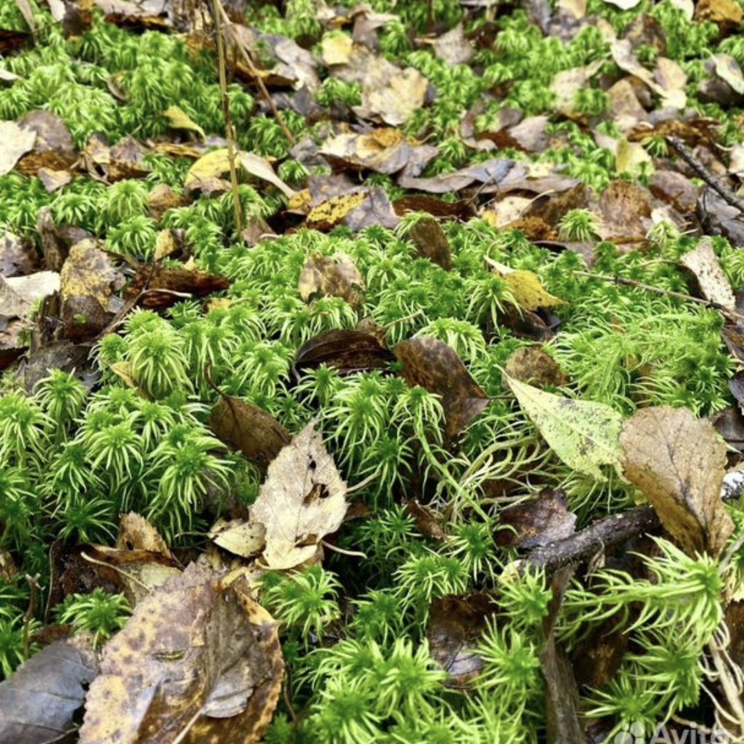 Открытые источники.