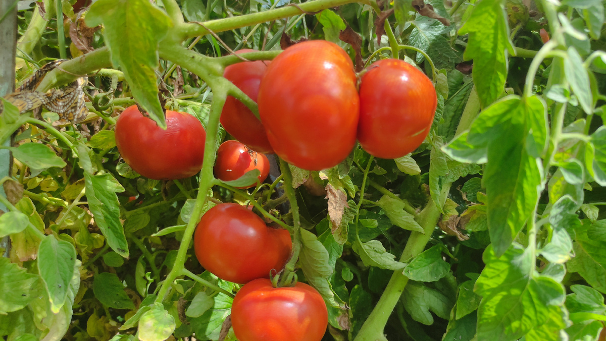 Томат Санька