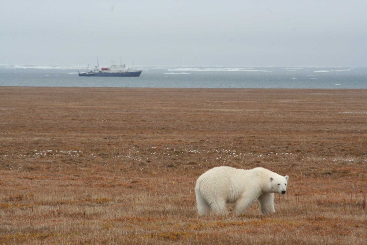 Белый медведь. © Николай Соловьёв