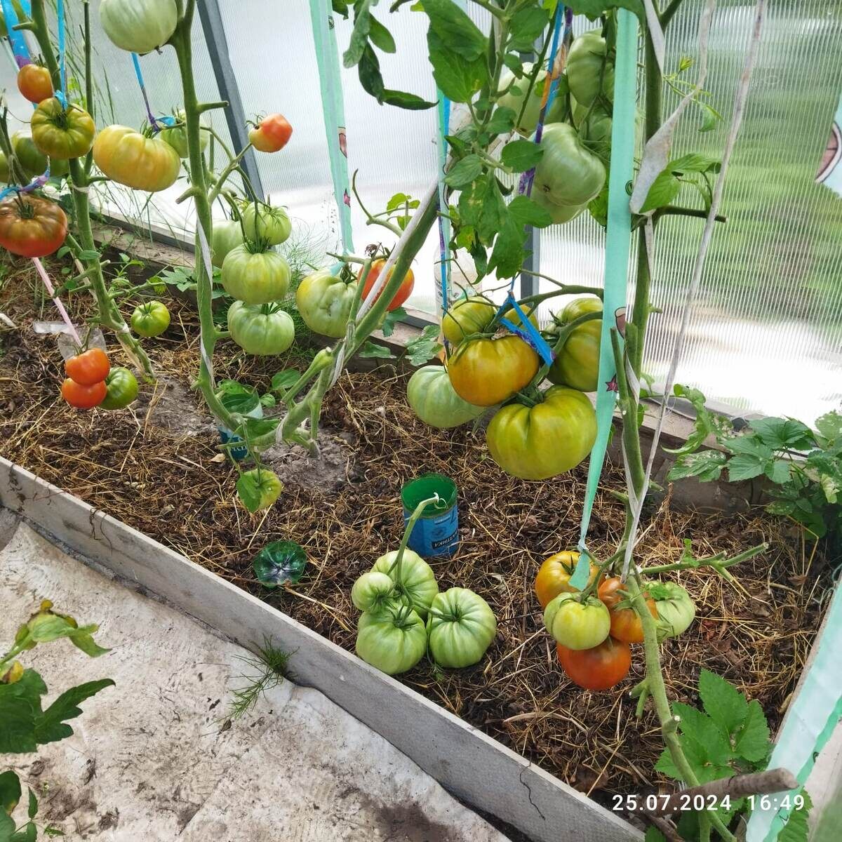 25 июля 24 год