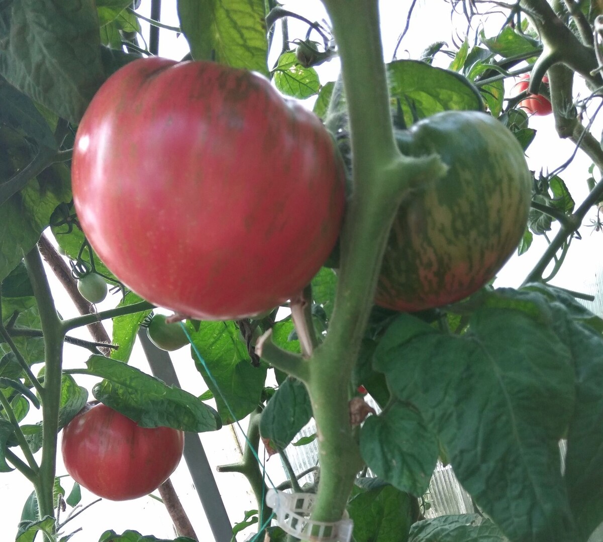  Гигантская роза