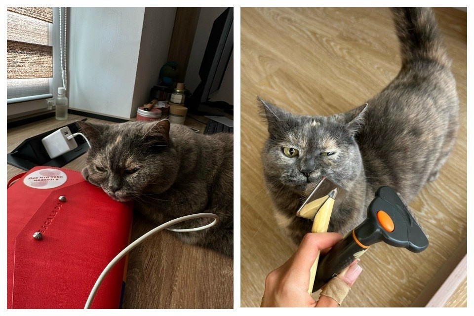    Шерсть у котиков тоже должна быть шелковистой! Александра ТИМОЩЕНКО