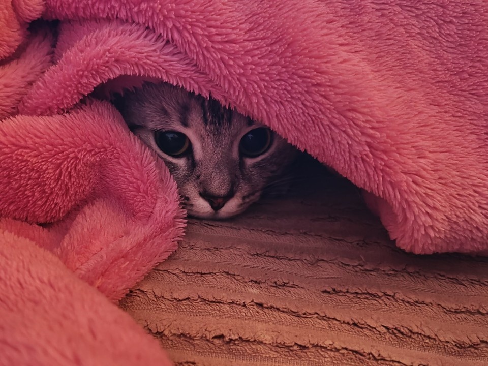    Не многие коты любят купаться Александра ТИМОЩЕНКО