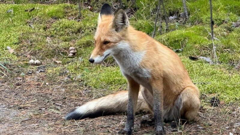     Лиса. Дмитрий Лямзин