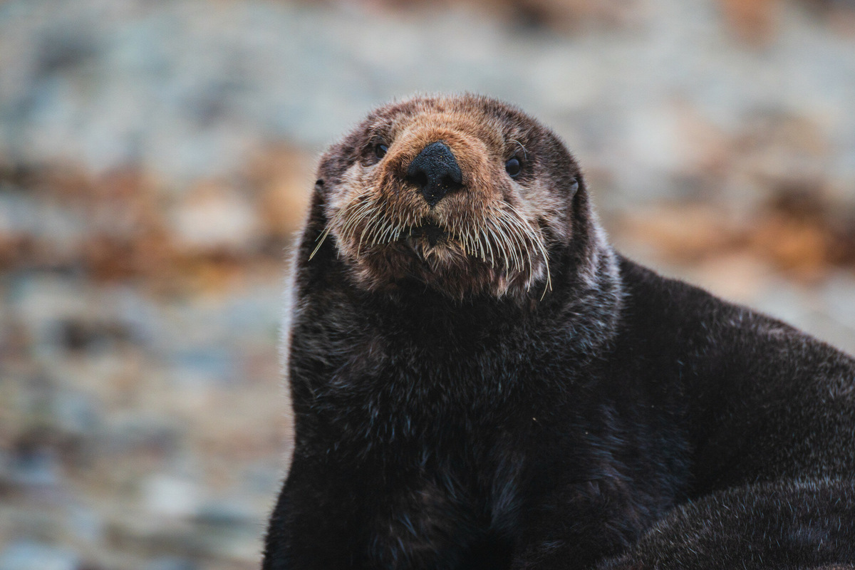 Благодаря своей шубке кожа каланов не намокает, а воздух, захваченный мехом, позволяет зверькам свободно держаться на поверхности воды. Фото: Юлия Мурина