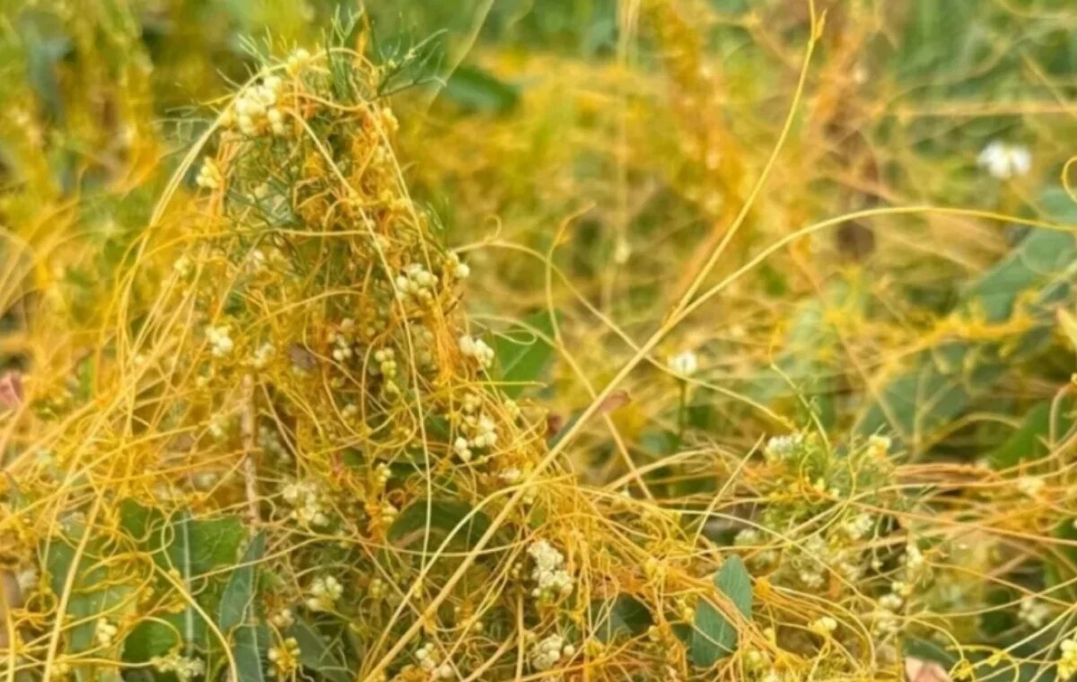    В ЕАО обнаружены опасные вредители на двух территориях