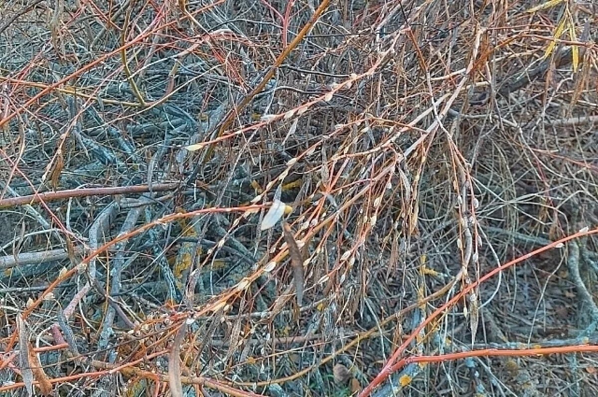    В Волгоградской области в ноябре распустились верба и сирень