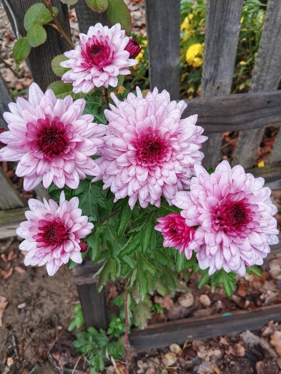    Фото: соцсети./ Город Воинской славы Калач-на-Дону