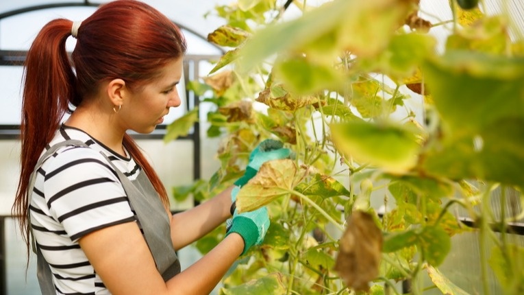 Увядшие огуречные плети на грядке в августе 