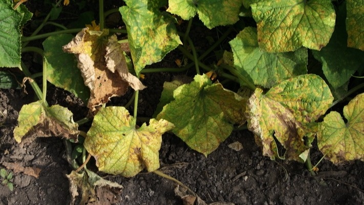 Типичная картина августа - листья покрываются пятнами от перепадов температур